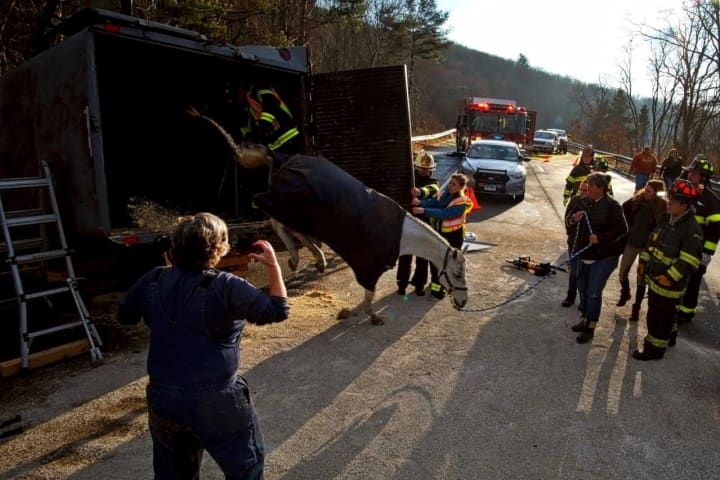 Horses Rescued After Trailer Overturns