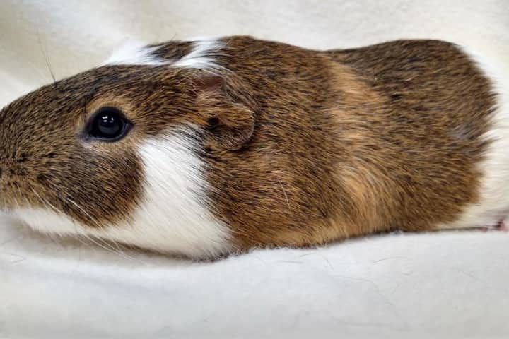 Classroom Guinea Pig Injured By Cat Needs Home, Bergen County Shelter Says