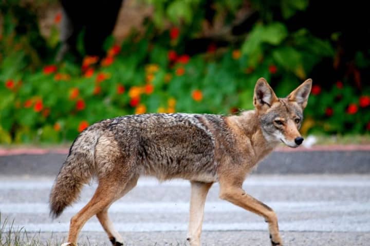 New Coyote Sightings Reported In Larchmont, New Rochelle