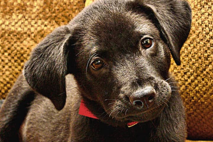 Putnam Nonprofit Seeks Volunteer Puppy Raisers