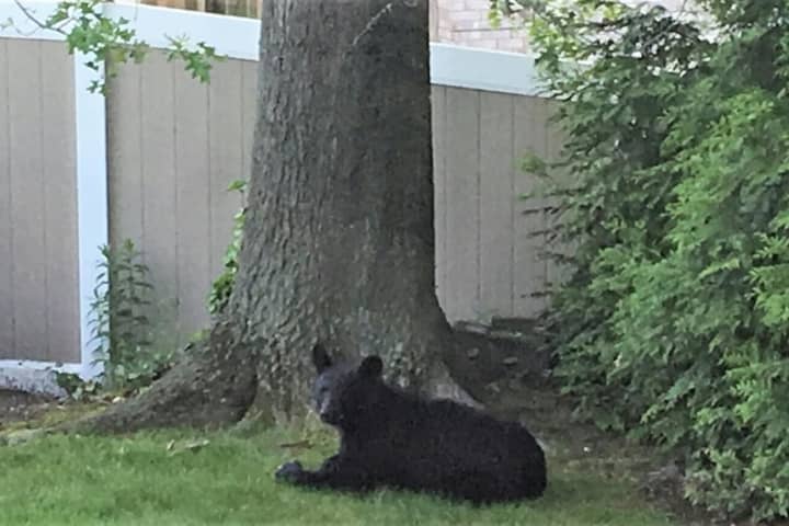 Grin And Bear It: Cub Caught In New Milford