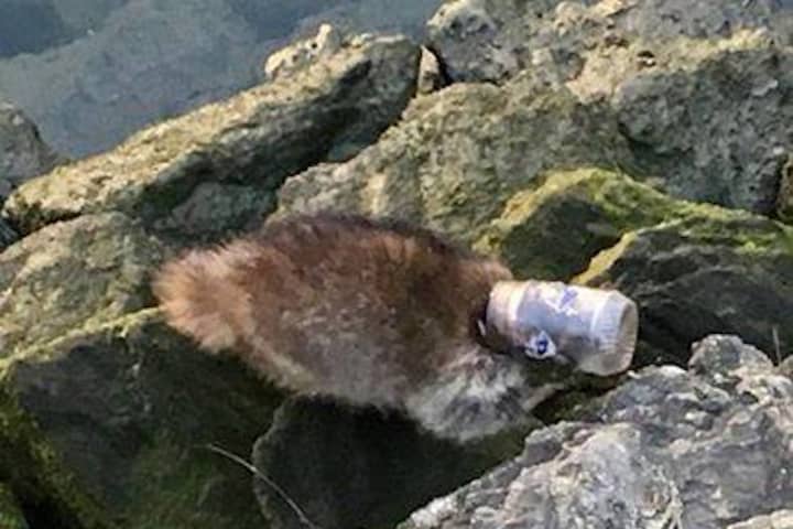 Raccoon With Head Stuck In Peanut Butter Jar Rescued In Westport