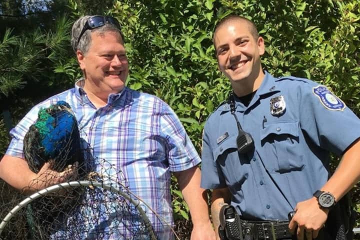 PHOTOS: Harding Officer Wrangles Petrified Peacock