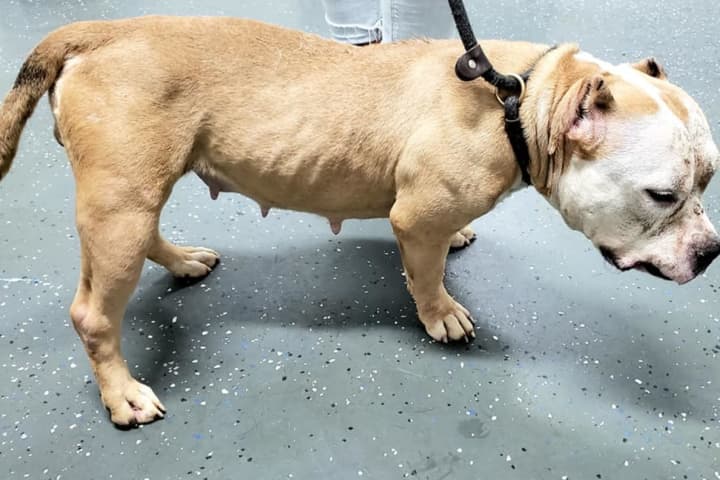 Dog Found Abandoned At Linden Home Without Food, Water: AHS
