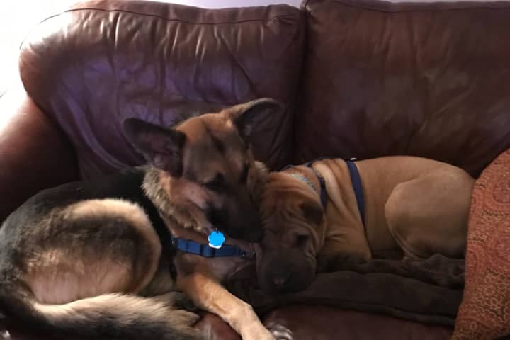 Neglected Passaic County German Shepherd Won't Leave New Brother's Side