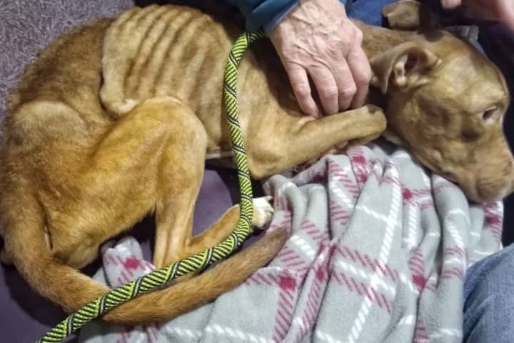Heartbreaking: Help Sought Saving Life Of Emaciated Dog Found In Paterson