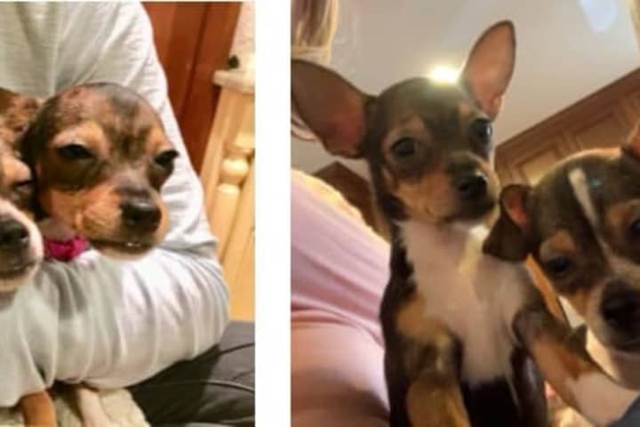 Dogs Rescued From Illegal Scotch Plains Mill Named After 'The Office' Cast