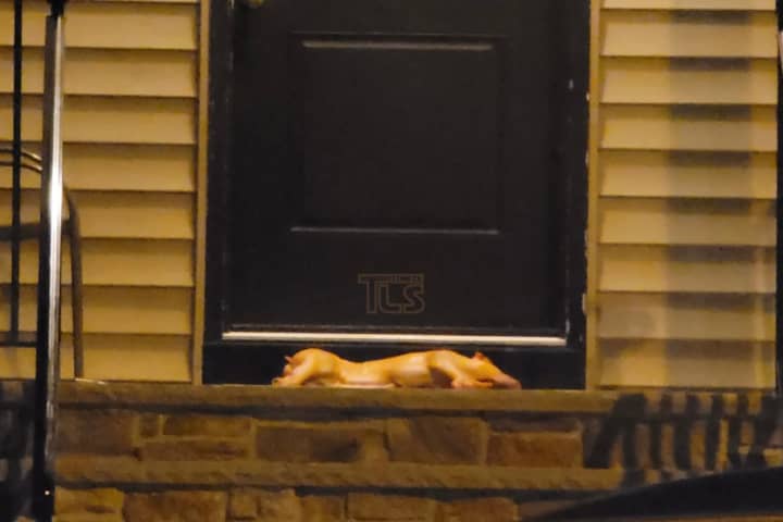 Pig Carcass Left On NJ Rabbi's Doorstep