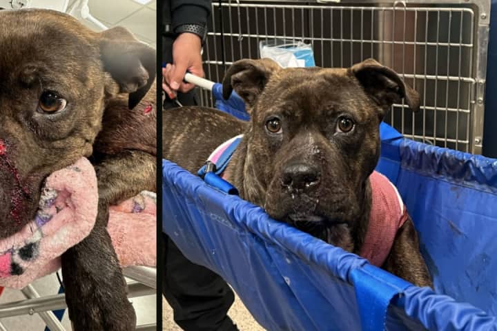 Dog Found With Multiple Gunshot Wounds In West Philadelphia