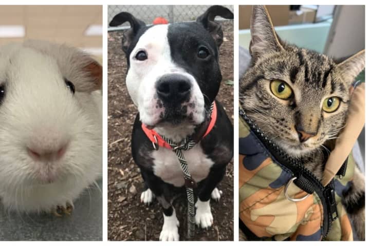 5 Pets In Need At The Bergen County Animal Shelter