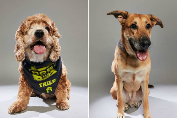 Oakland Shelter Dogs To Appear On Animal Planet's ‘Dog Bowl’