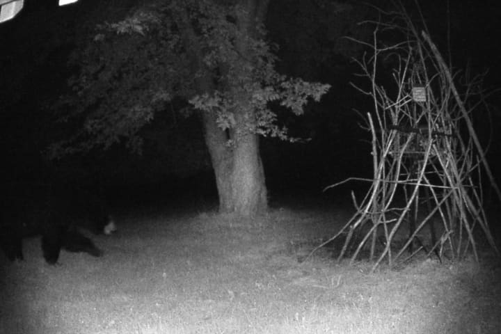 Black Bear Sighting In Area: This One Is A Real Night Owl