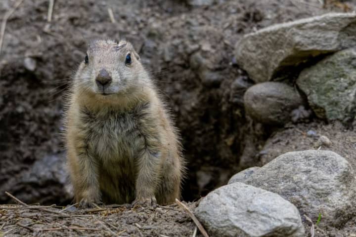 Bridgeport's Beardsley Zoo’s Prairie Dog Forecaster Bart Gives Groundhog Day Prediction