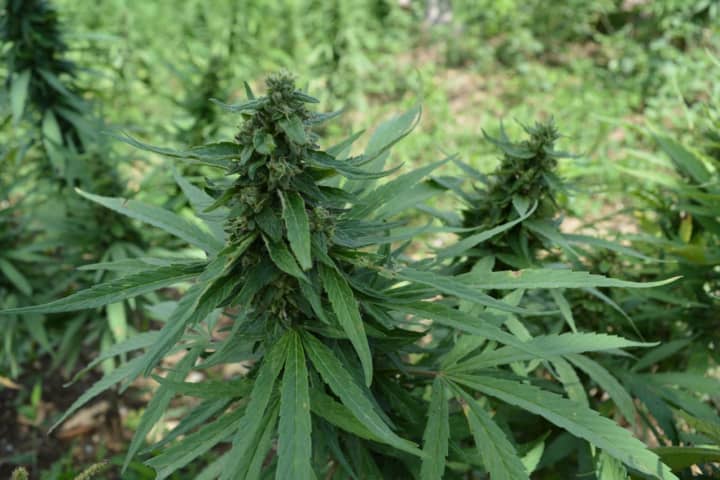 Public Weighs In On Proposal For Major Marijuana Facility In Wawarsing