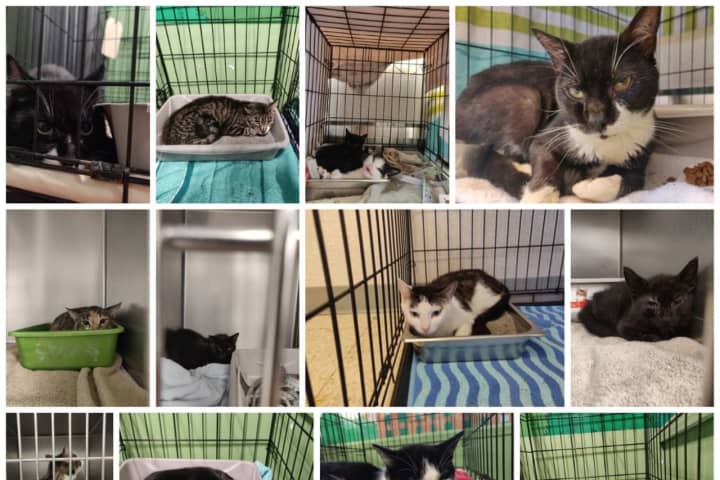 Urgent Plea For Pet Adoptions Issued After More Than 70 Cats Rescued From Nassau County Home