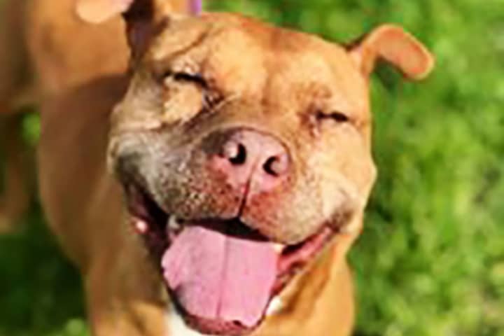 Don’t Overlook This Clover: Pit Bull Needs A Forever Home