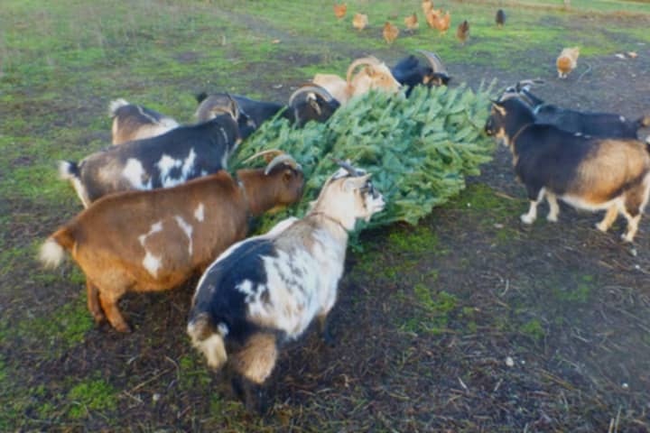 Berkshire Goats Chow Down On Unwanted Christmas Trees