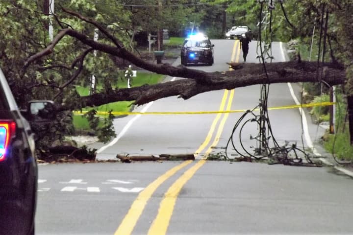 Fallen Tree Blocks Busy Washington Township Road