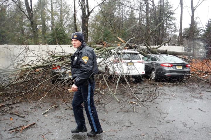 Tree Falls On Ridgewood Students' Cars