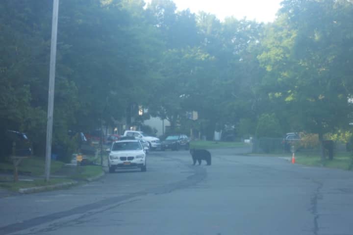 New Bear Sightings Reported, Including In Rockland