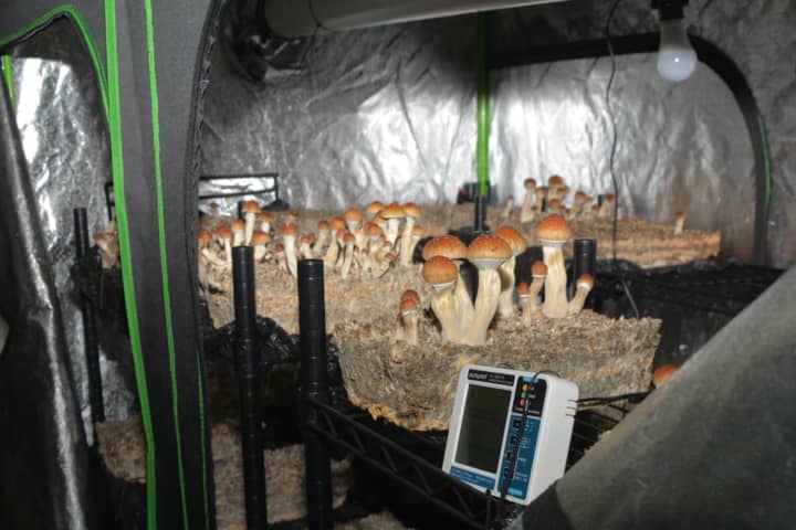 CT Man Busted With Large 'Magic Mushroom' Grow Operation, Police Say
