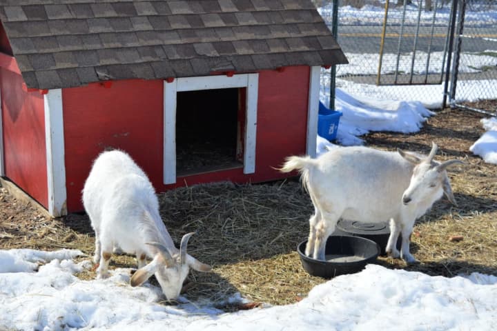 Goat Sisters Greet Spring In Allendale