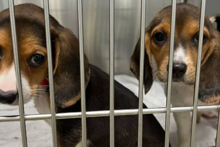 MSPCA, Northeast Animal Shelter Rescue 76 Beagles From Out-Of-State Breeding Facility