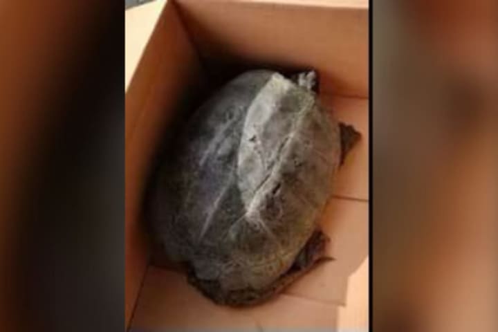 Reptile Rescue: Police Officer Pulls 40-Pound Turtle To Safety From CT Roadway
