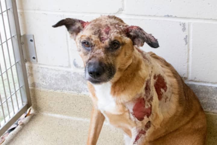 ARL: Dog Dumped On Side Of The Road With Second-Degree Burns In Norwood