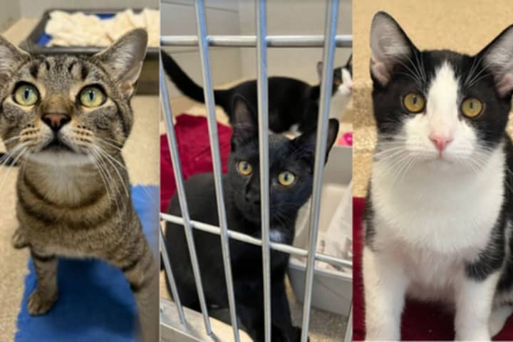 26 More Cats From Flood-Ravaged Kentucky Arrive At NEAS In Salem: MSPCA