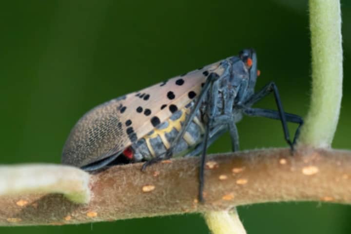 This Virginia County Needs Your Help To Spot An Invasive Insect This Spring