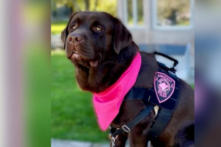 Amherst Police Mourn Loss Of Comfort Dog Winston Before His Second Birthday