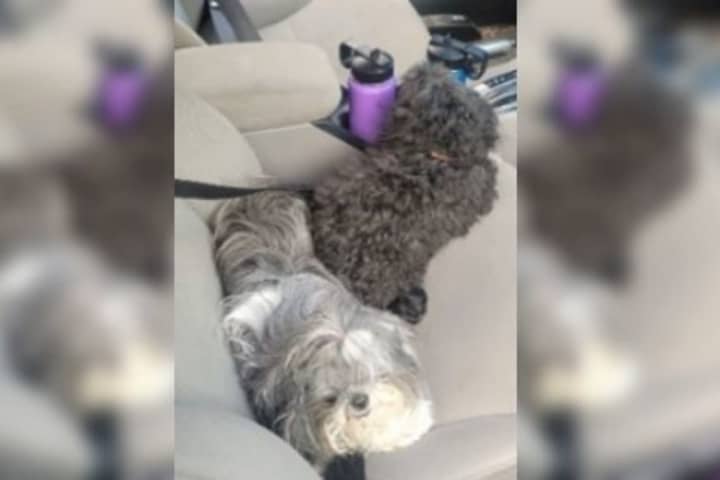 2 Dogs Rescued In Prince George's County From Stolen DC Vehicle: Police