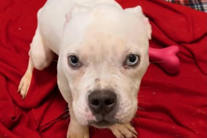 RECOGNIZE ME? Abandoned Pit Bull Puppy Found Stranded Near Boston Cemetery