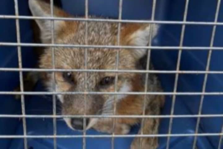 Rabid Fox Found In Sturbridge Prompts Potential Health Warning From Police
