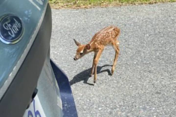 State Trooper Keeps Mama Deer, Baby From Crossing Mass Pike In Framingham