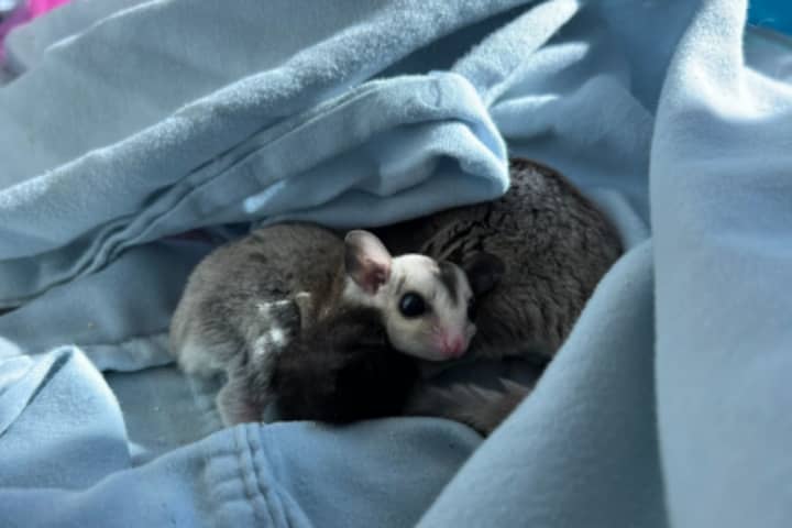 Sugar Gliders Swoop Into Methuen, Receive More Than 800 Adoption Applications