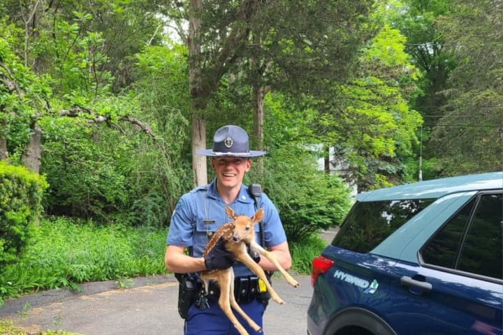 ‘GOAT’ Trooper Saves Scared Deer In Holyoke: 'This Is Why He Get's The Big Bucks'