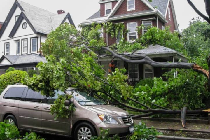 When A Tree Falls: Important Information That May Affect Your Insurance