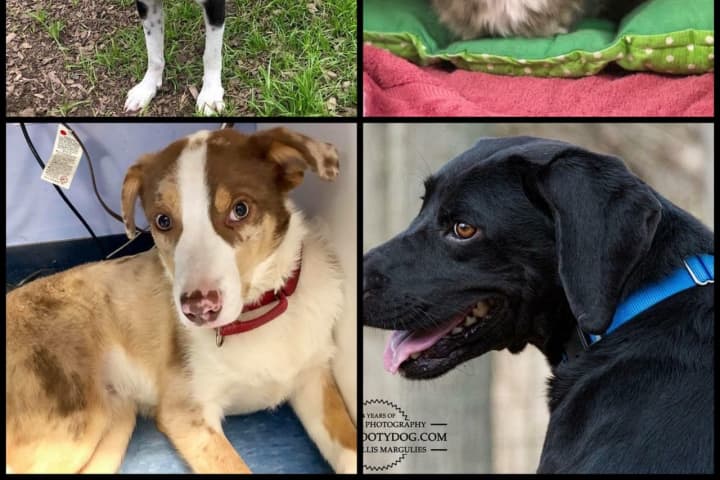 Need A New Best Friend? Westchester SPCA Highlights Pets Of Week