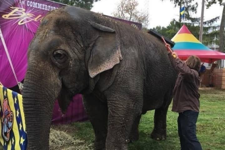 Death Of Beloved 'Beulah The Elephant' Known At NJ Fairs Sparks Outrage