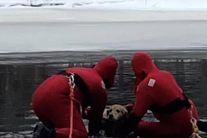 Dog Rescued After Falling Through Ice In Massachusetts