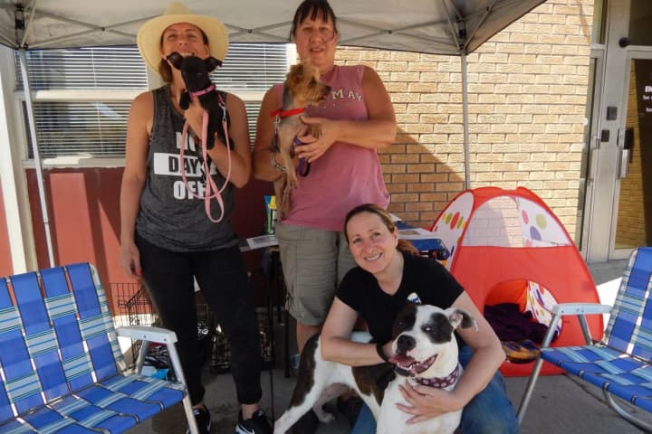 Cliffside Park Rescue Features Adoptable Dogs At Pet Walk