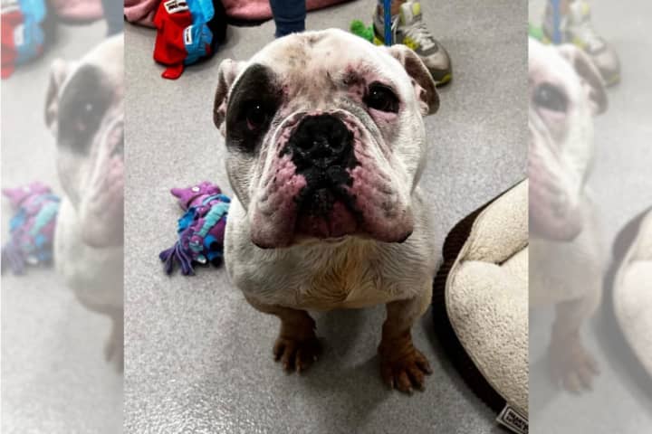 Animal Cruelty: Amityville Man Charged For Neglecting Dog, SPCA Says