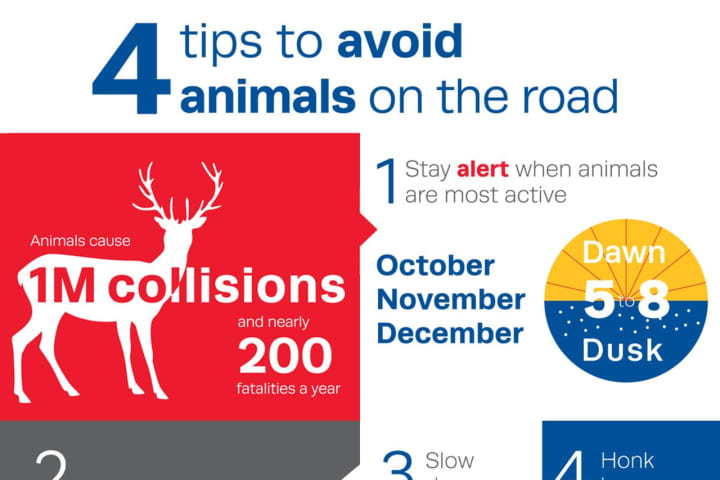 It's Worst Time Of Year For Vehicle Vs. Deer, Animal Collisions: Here Are Tips To Prevent Them