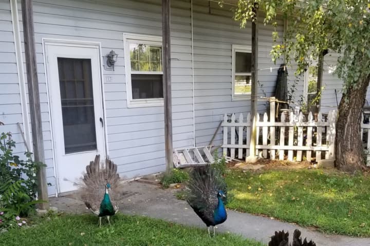 Peacocks Make Themselves At Home On Apartment Grounds In Area