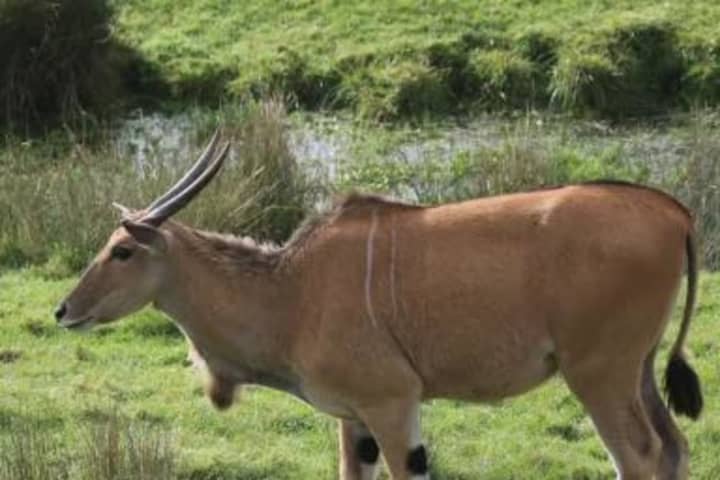 Antelope On The Lam After Busting Out Of Western Mass Zoo