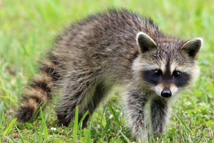 Rabid Raccoon Found In Maryland Neighborhood