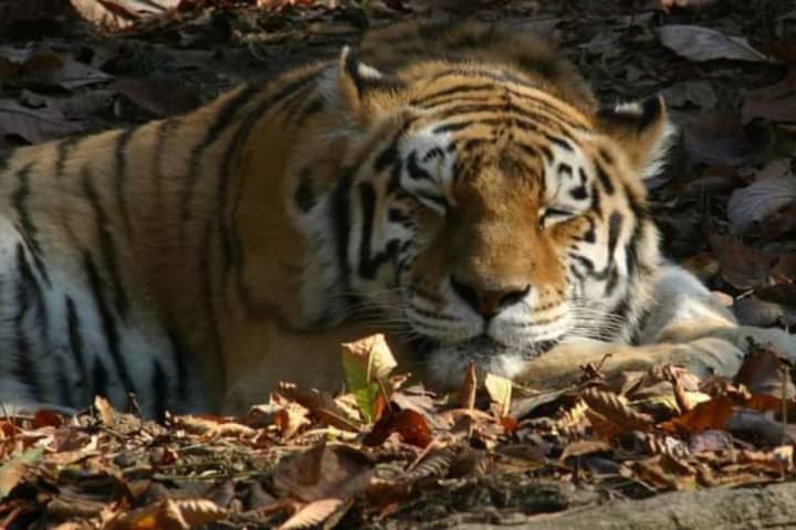 Tigers With COVID-19 In PA Zoo Show Symptoms