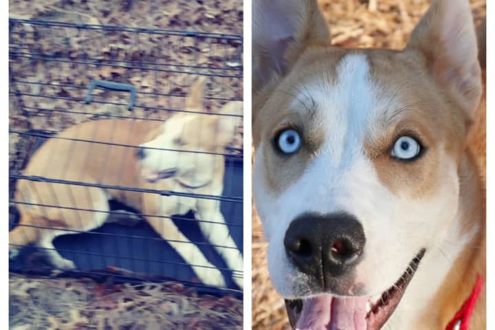 $1,000 REWARD: Who Dumped Crated Dog In NJ Woods Near Gun Club?